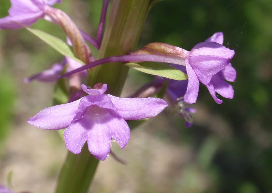 Quiz: Lusus da indovinare!  (Gymnadenia conopsea)